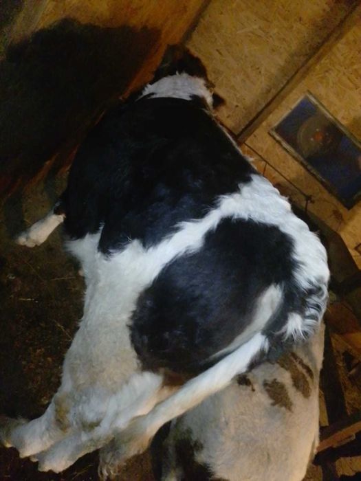 De vânzare tăurași