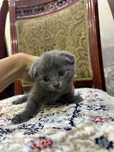 Продам британских котят