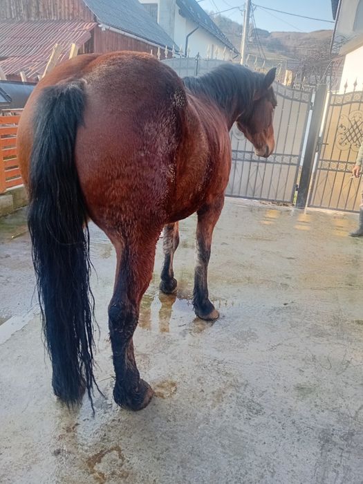 Cal de vânzare 4 ani