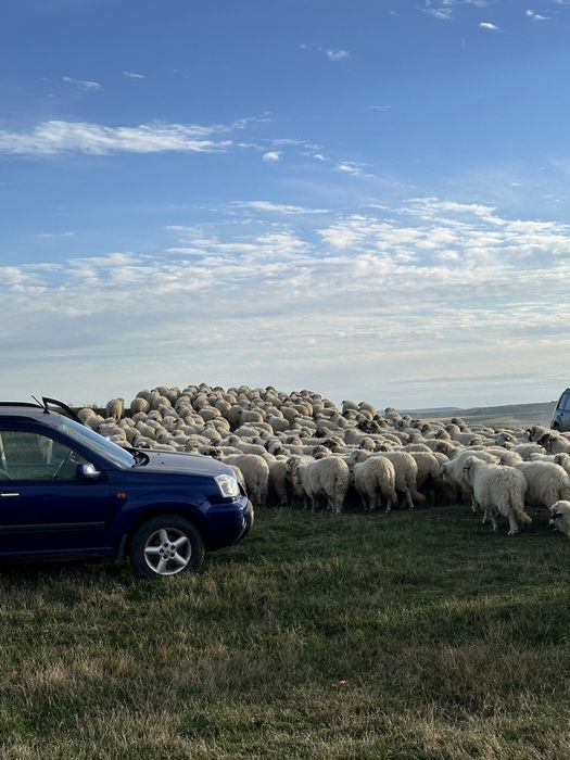 Vand 150 de oi din rasa turcana