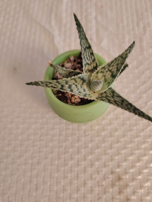 Продам алоэ декоративное