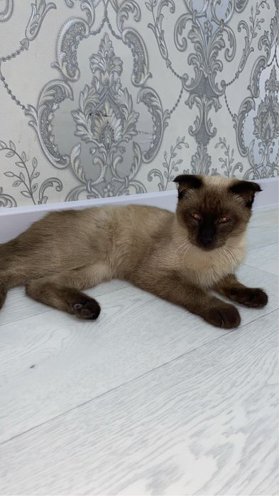 Мысык сатыладыы!!