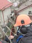 Taiere copaci toaletari întreținere grădini alpinisti utilitari