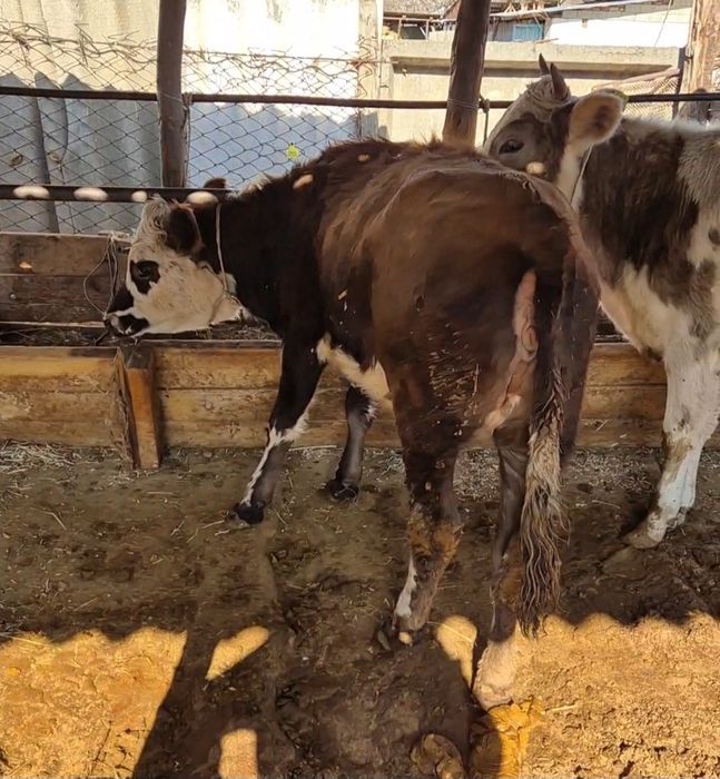 Семіз тайынша сатылады