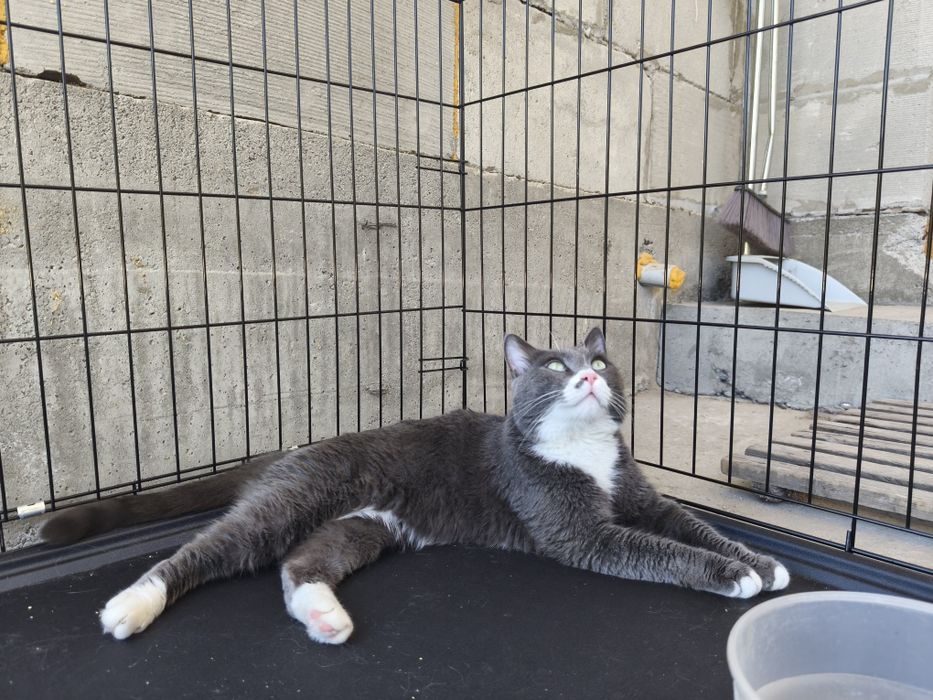 Котик Мультик в поиске дома