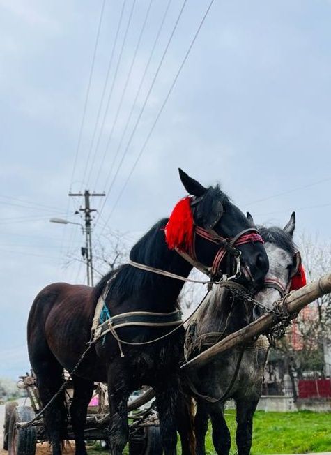 Vând mânză de 1 an și 8luni