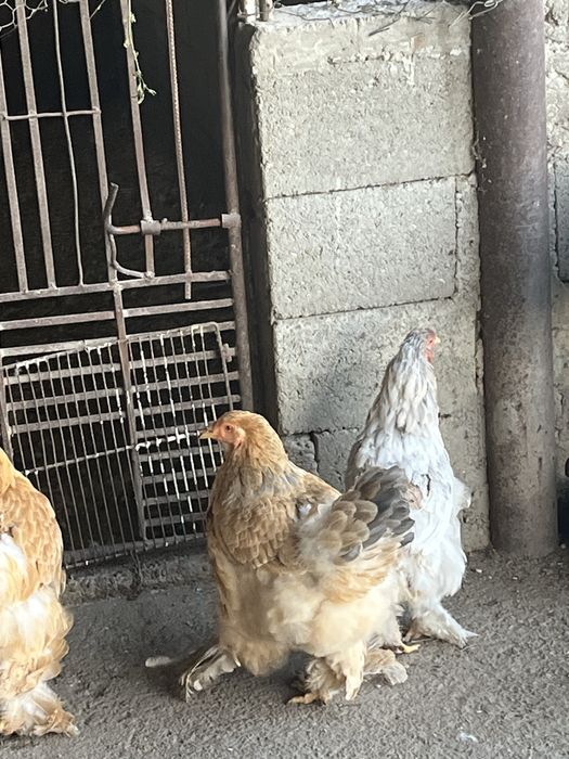 Vand gaini brahma de anul trecut