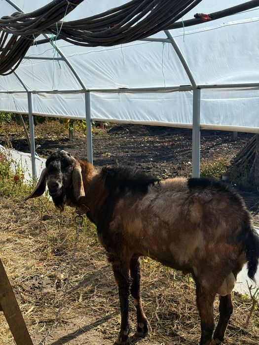 Tap Anglonubian de vanzare