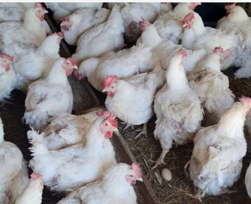 Vând gaini albe 4-4,5