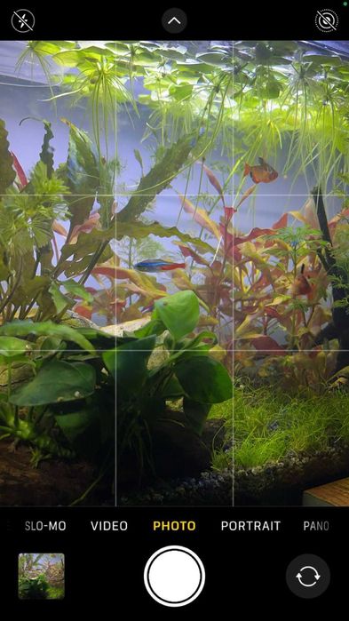 Acvarii plantate amenajate la comandă