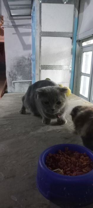 Мушукчалар сотилади