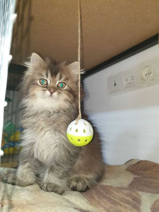 Котята  на продажу