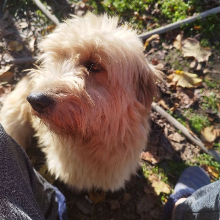 Подаряват се малки кученца!