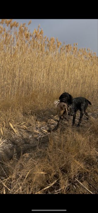 Дратхаар, привозной с Германий
