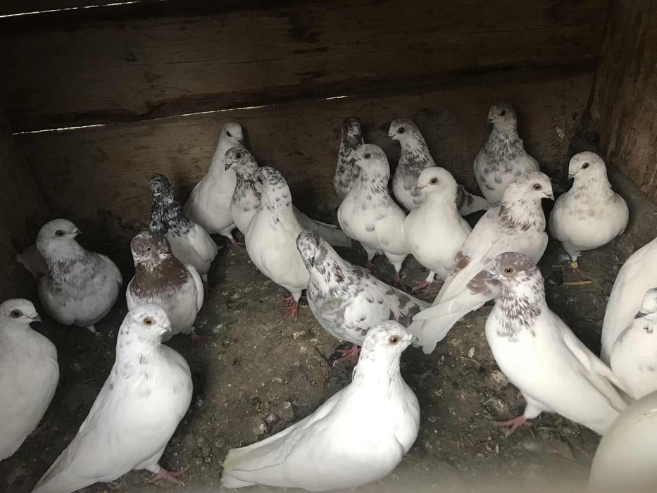 Vand sau schimb porumbei