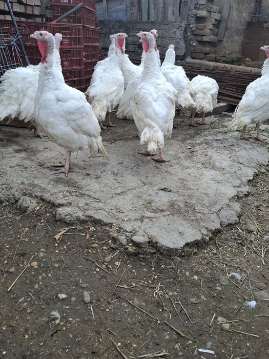 Vând curci oraș corabia