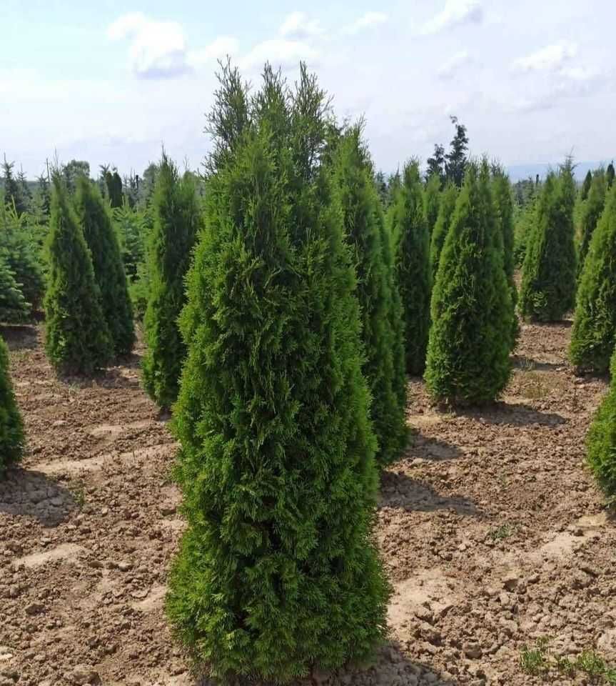 Tuia columnaris Smarald Pon pon spiral Buxus