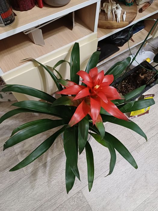 Продам комнатные растения