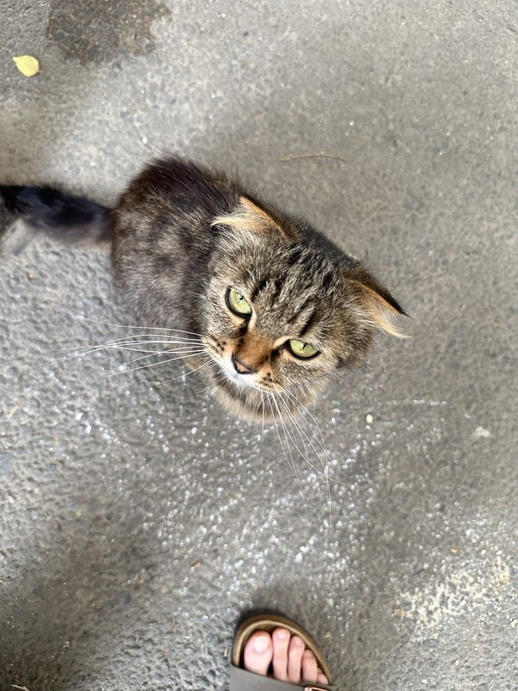 Котенок живет во дворе.