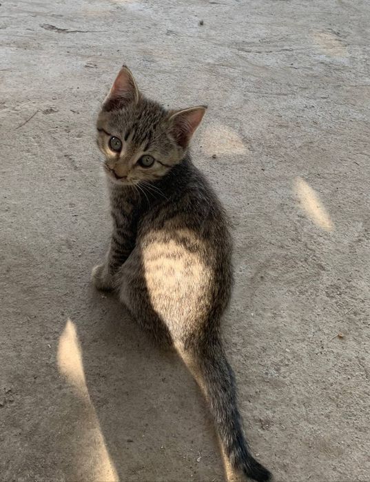 Котенок мальчик бесплатно