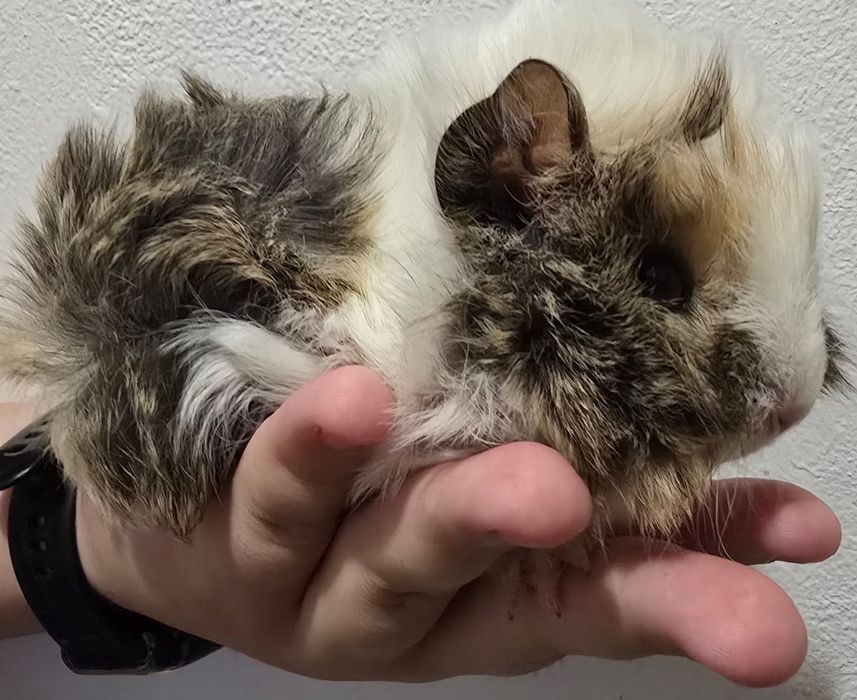 Porcusori de guineea