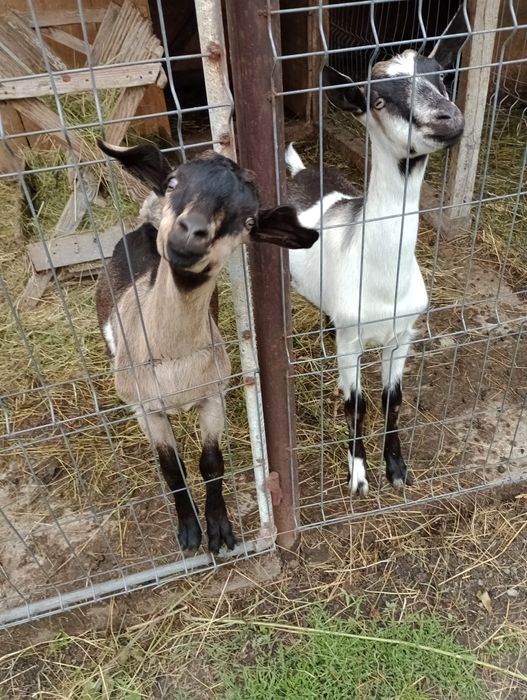 Capre Saanen și Alpina franceza de Vânzare