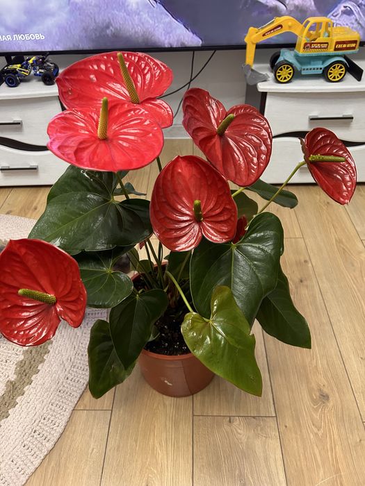 Мужское счастье, гигант