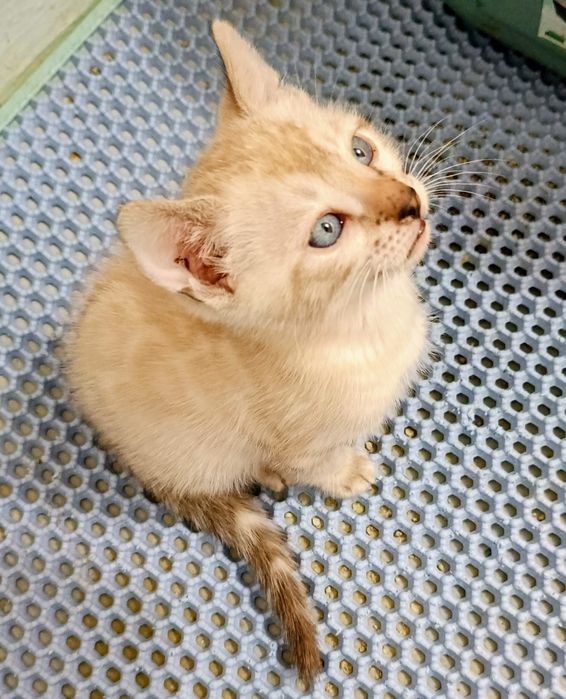 Бенгальские котята