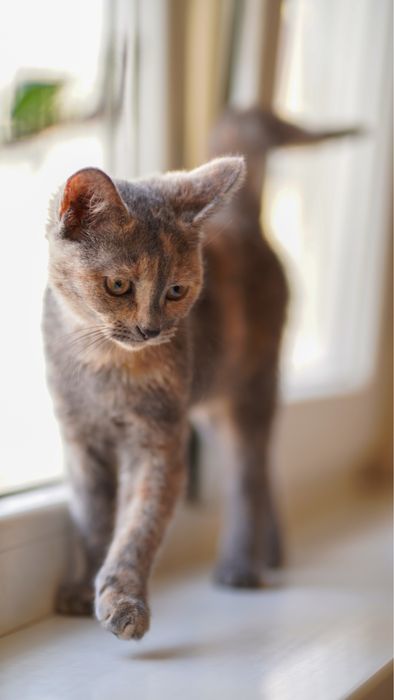 Девочка котенок в поисках дома, Ташкент! Mushukcha uy qidiryapti