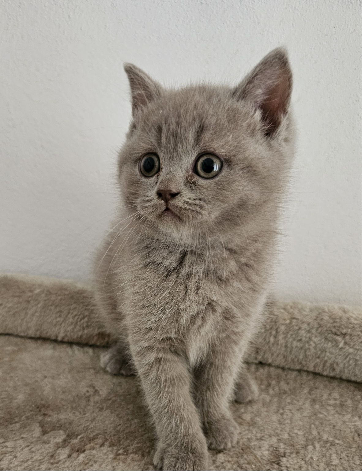 British shorthair