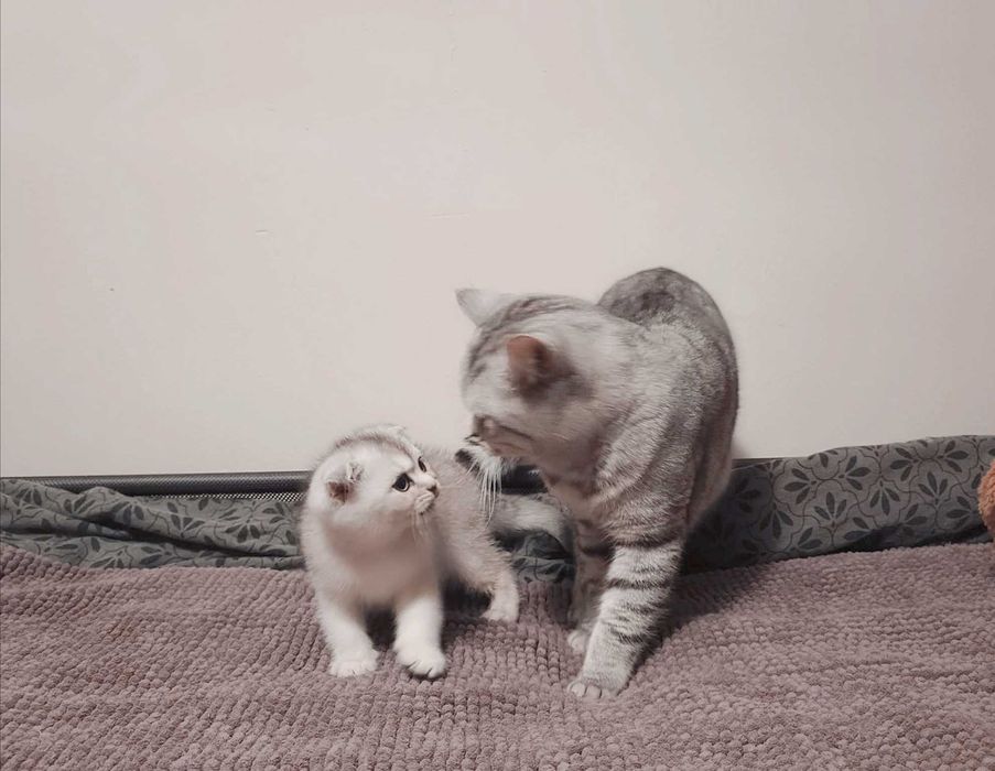 Чистокръвен шотландски клепоух, мъжко