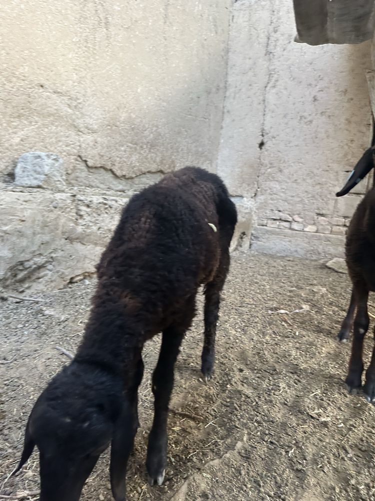 Qoʻchqorcha sotiladi 4 5 oylik