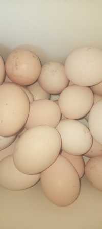 Яйца домашние 700 тг