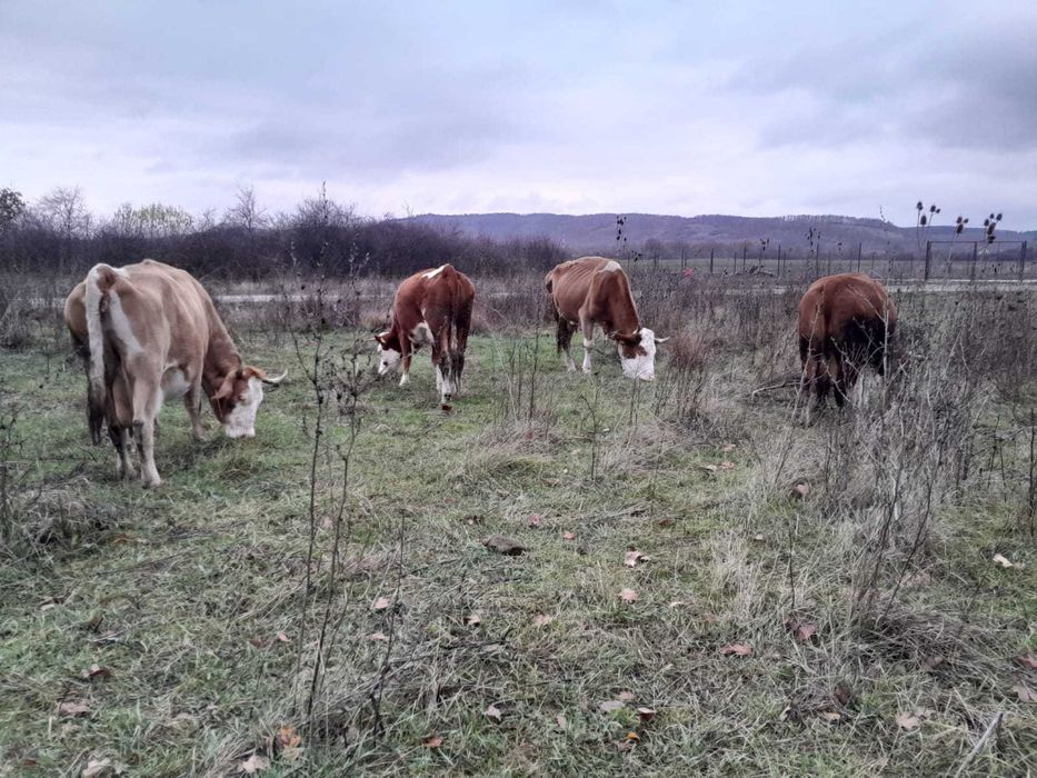 Vând șapte bucăți animale