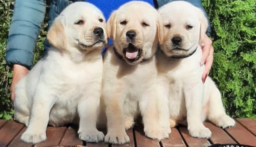 Милые Лабрадоры!