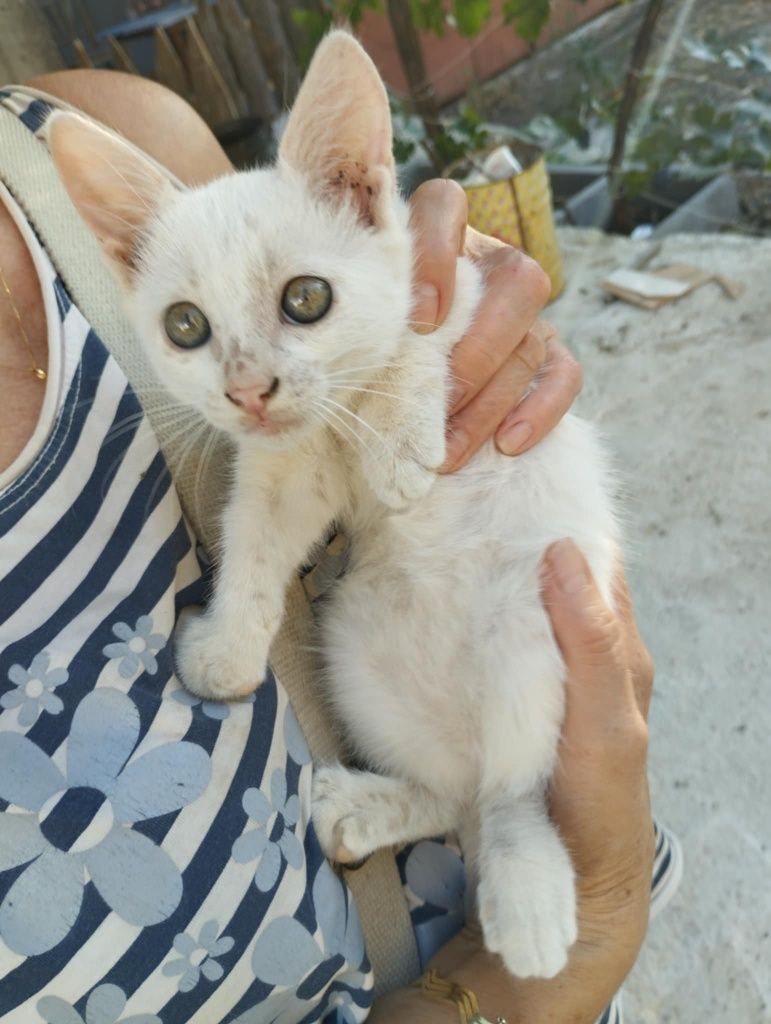Подаряват се котенца