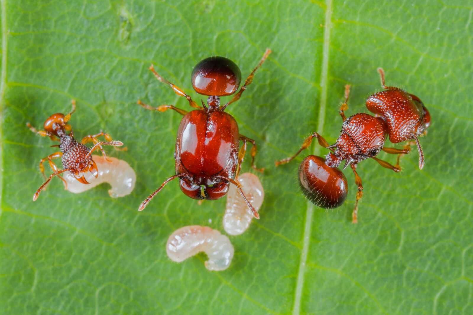 Colonie de furnici exotica din specia Acanthomyrmex Thailandensis