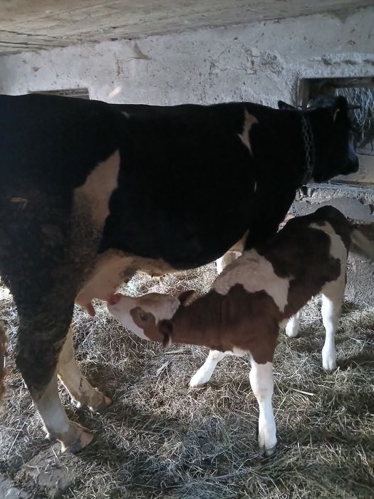 Vaca cu vitel de vanzare