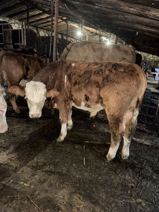 Vaci si vieti de vanzare