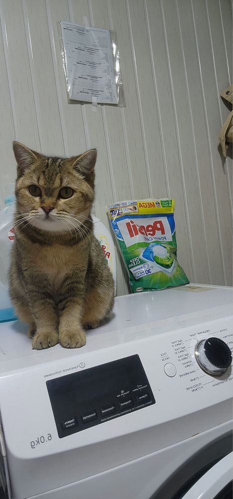 Кошка Скотиш + Шиншила