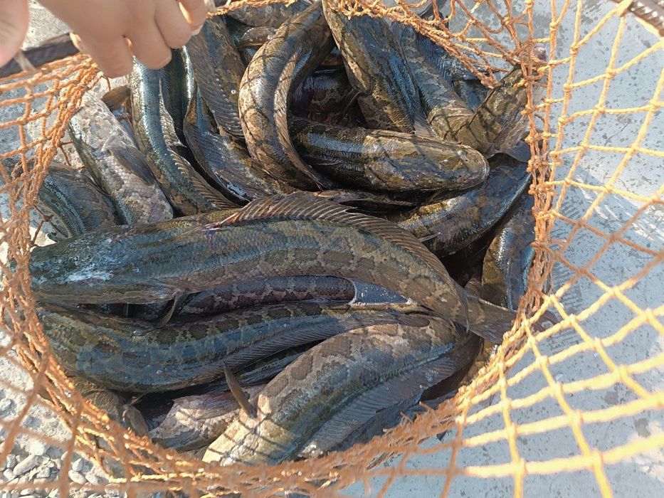 ilon baliq boqish uchun балик зимигалава