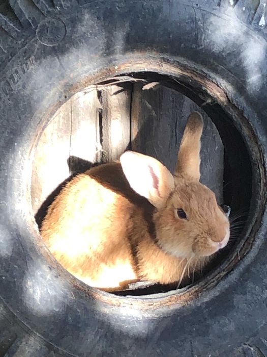 schimb iepurasi tineri