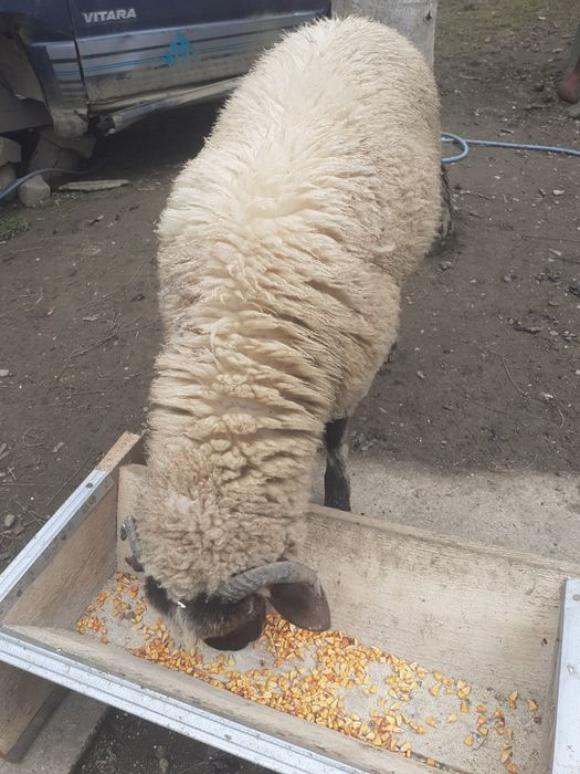 Oi berbeci de vânzare