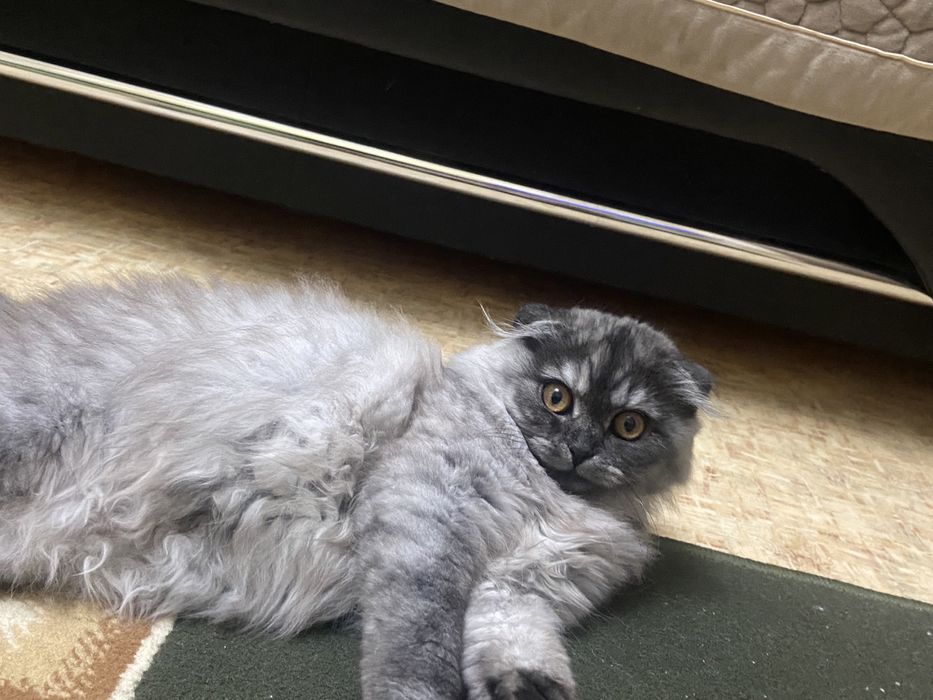 Продам котенка шотланская вислоухая