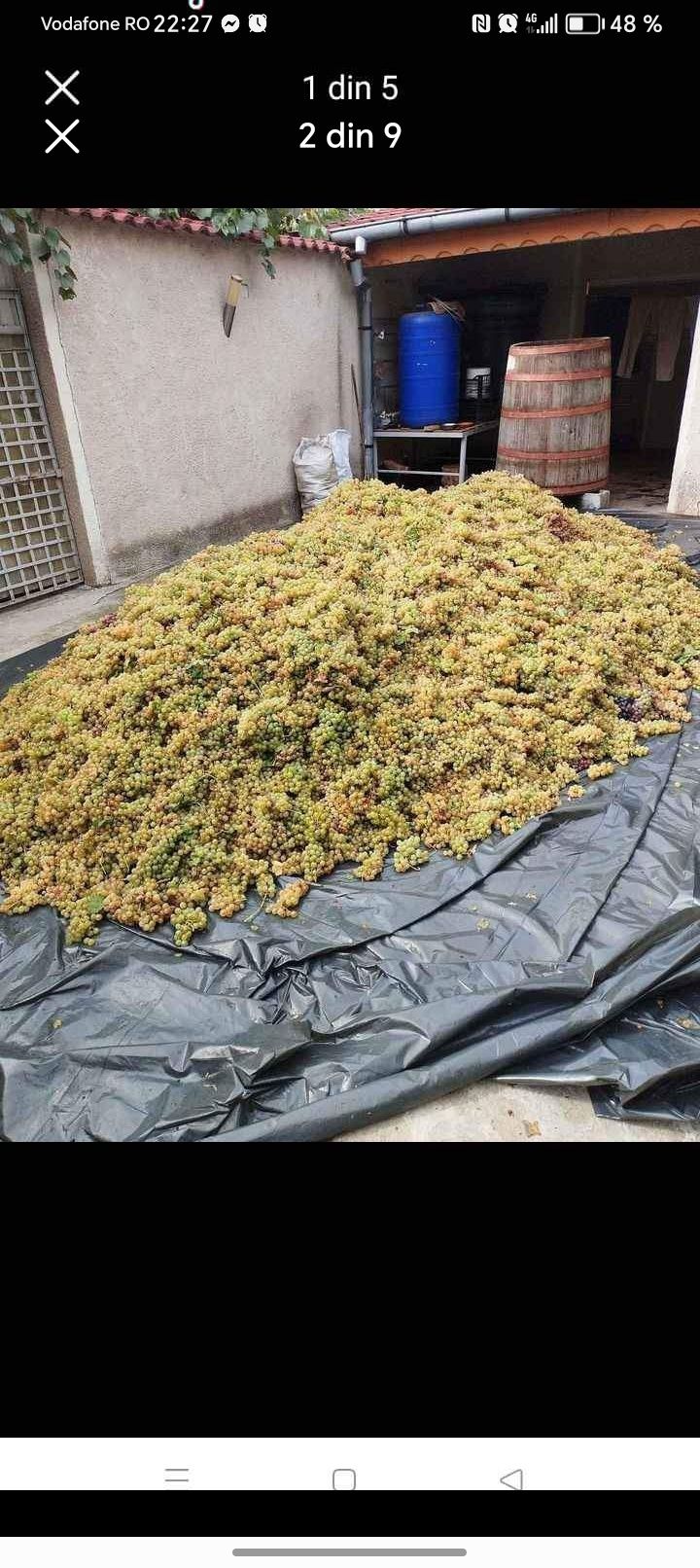 Vând struguri de vin