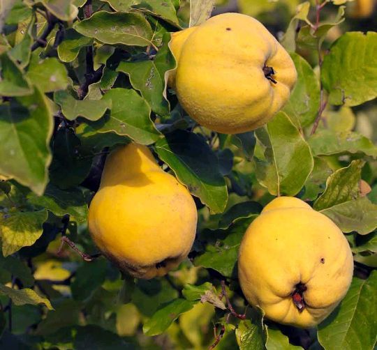 Pomi fructiferi La Ghiveci (Gutui )