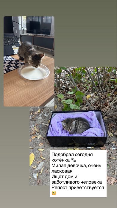 Отдам котенка. Потеряшка