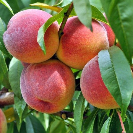 Pomi Fructiferi La Ghiveci (Piersic )