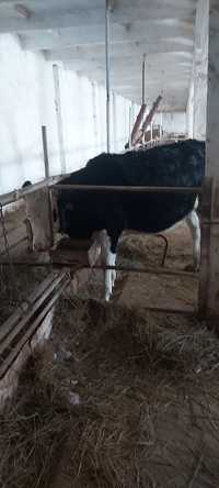 Продам корову+теленок породистый