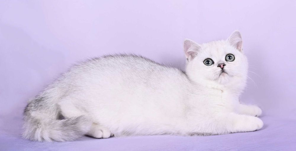 Pisicuță British Shorthair Silver Chinchilla  cu pedigree